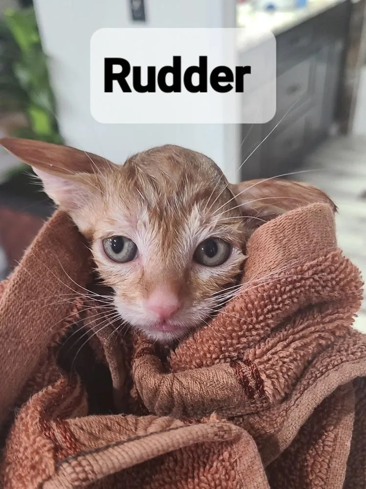 Rudder thumbnail 4