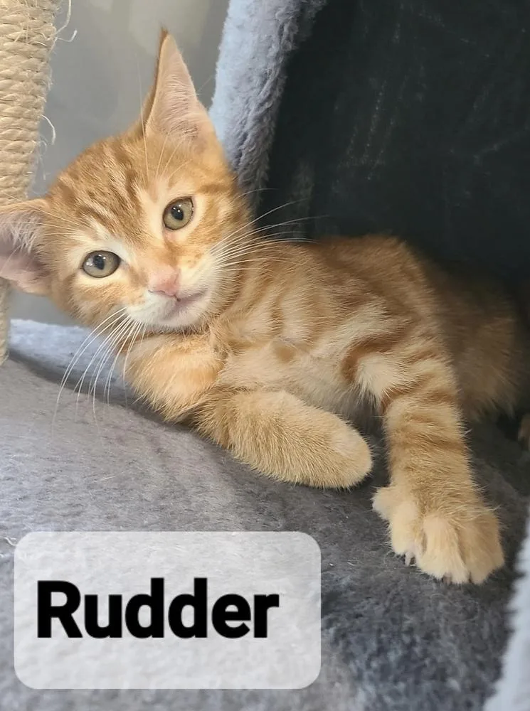 Rudder thumbnail 6