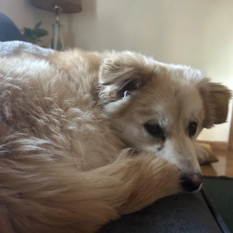 A young medium-sized male Yellow / Tan / Blond / Fawn Mixed Breed dog named Schnoodles for adoption in Buffalo, MN