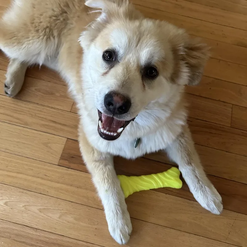 Schnoodles thumbnail 2