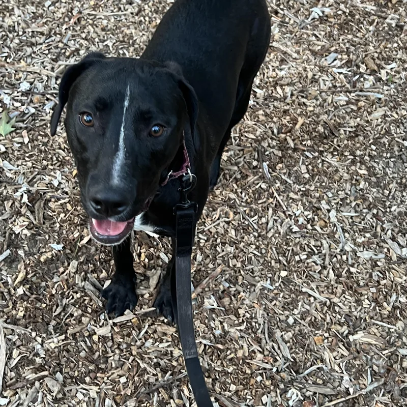 A young medium-sized female Black Labrador Retriever dog named Olive for adoption in Eaton Rapids, MI