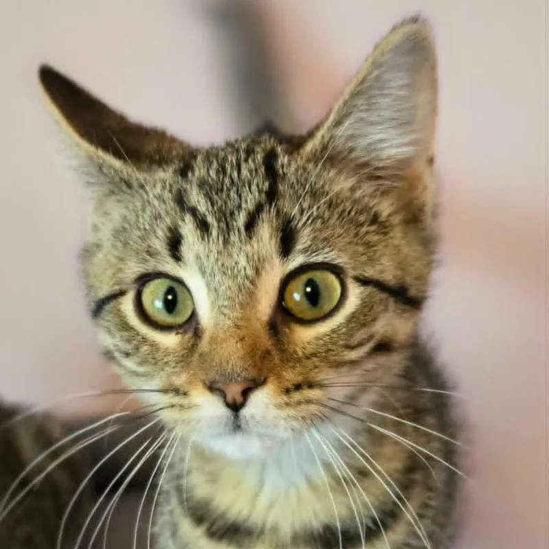 A baby medium-sized female Tabby (Brown / Chocolate) Domestic Short Hair cat named Tammy for adoption in Watertown, WI