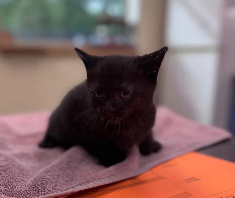 A young medium-sized female Black Domestic Short Hair cat named Toaster Strudel for adoption in Disputanta, VA