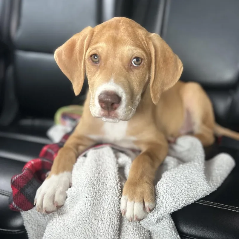 A baby medium-sized male Labrador Retriever dog named Boone for adoption in La Grange, KY