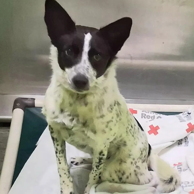 A young medium-sized female Australian Cattle Dog / Blue Heeler dog named Mable for adoption in Spokane, WA