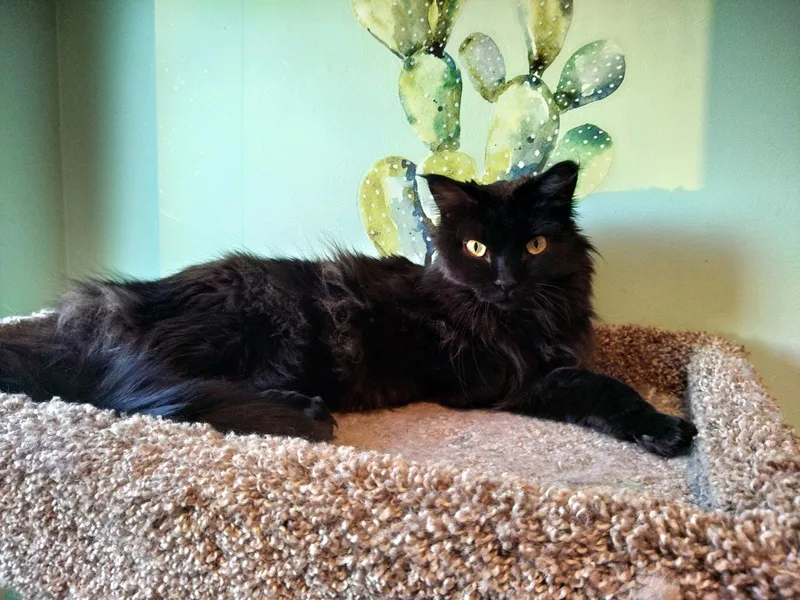 An adult medium-sized female Black Maine Coon cat named Dahlia for adoption in Faribault, MN