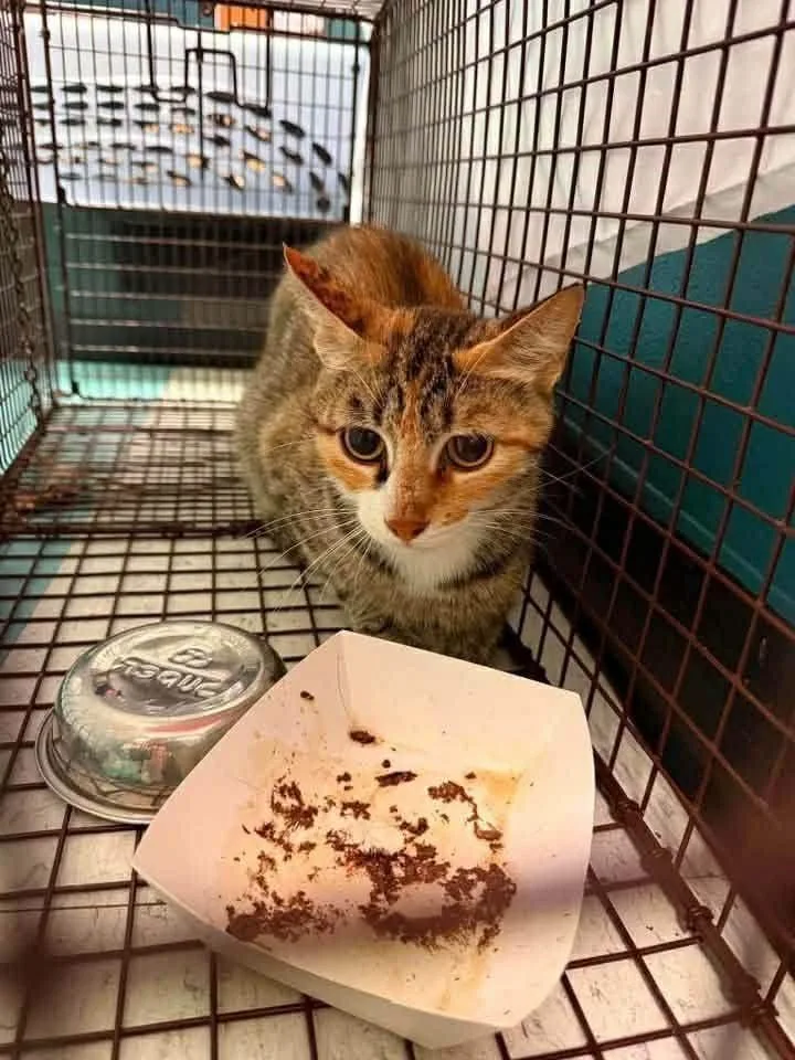 An adult medium-sized female Domestic Short Hair cat named Baja Blast for adoption in Republic, MO