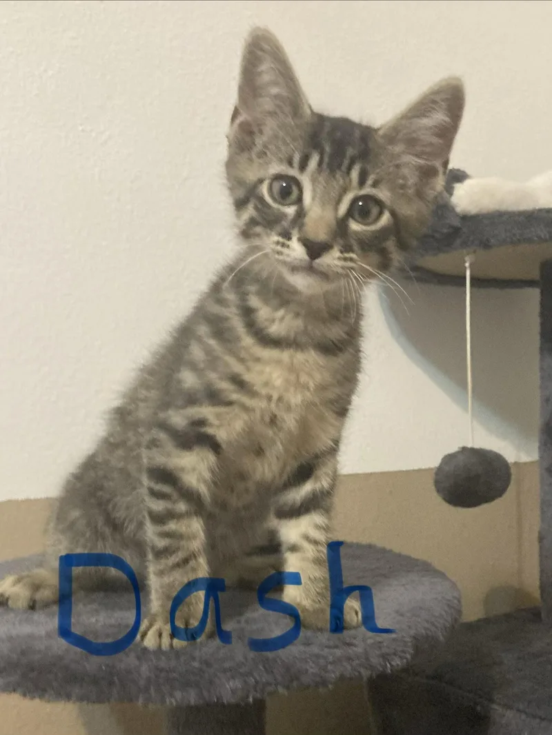 A baby medium-sized male Brown / Chocolate Domestic Short Hair cat named Dash for adoption in Oviedo, FL