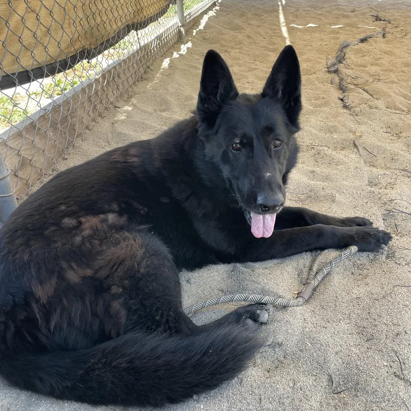 An adult large-sized female German Shepherd Dog dog named Luna for adoption in Salinas, CA