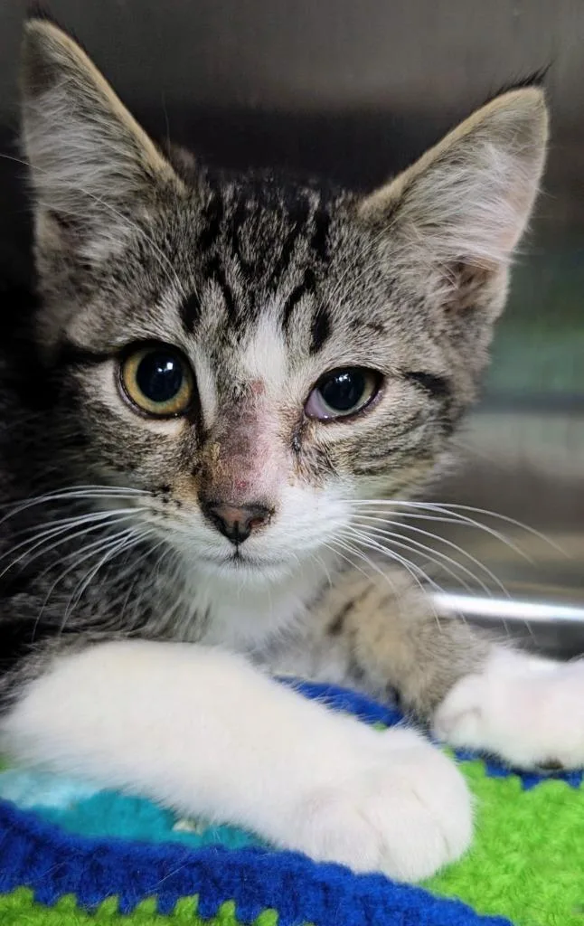 Bizmark