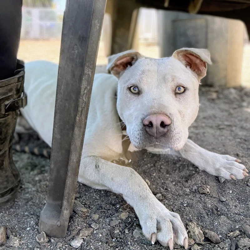 A young medium-sized male Mixed Breed dog named Towns for adoption in Oakland, CA