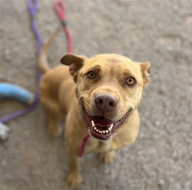 An adult large-sized male Pit Bull Terrier dog named Monkey for adoption in Tucson, AZ