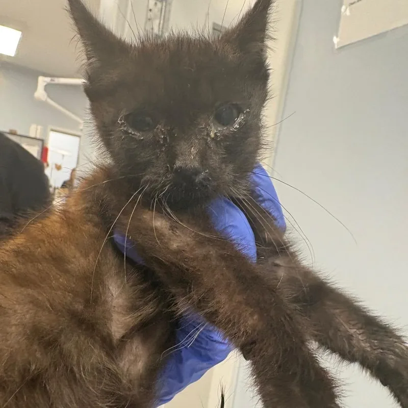 A baby small-sized male Black Domestic Short Hair cat named Augustus for adoption in Milton, FL