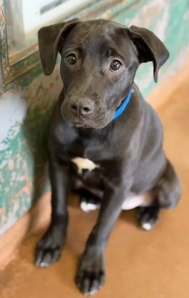 A baby large-sized female Black Mixed Breed dog named Liv for adoption in Stanwood, WA