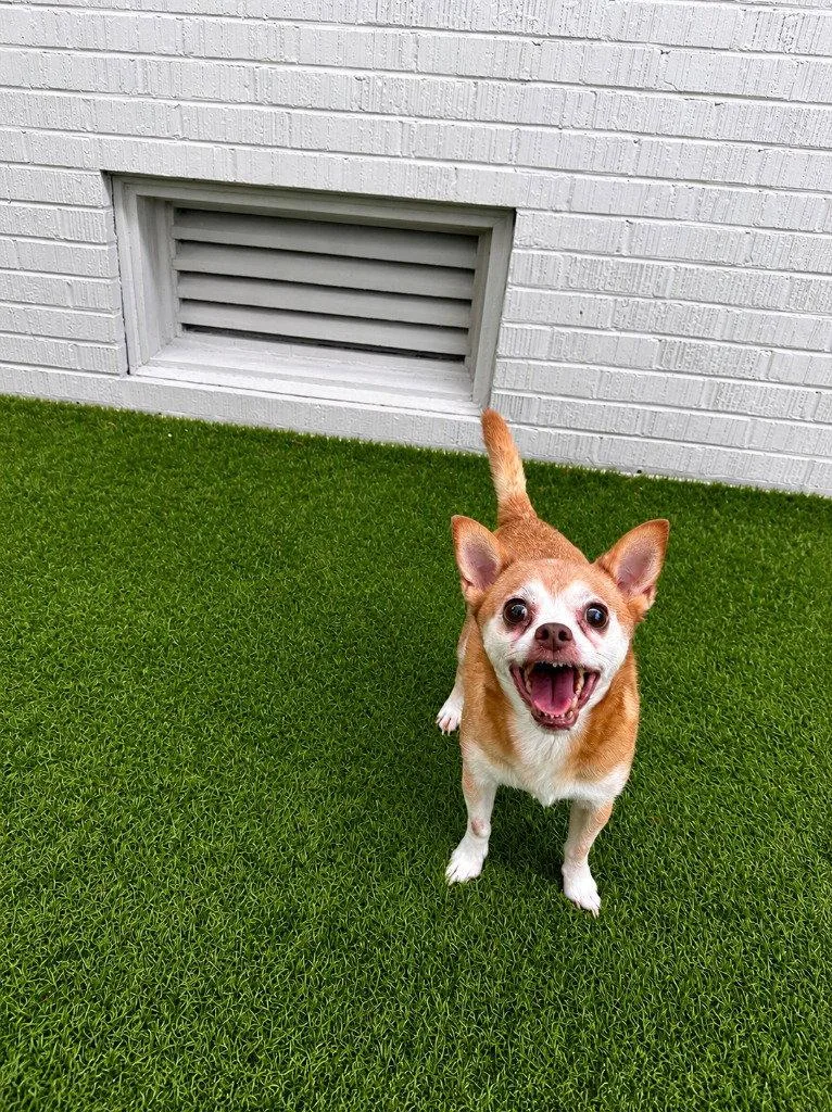 Charley thumbnail 3
