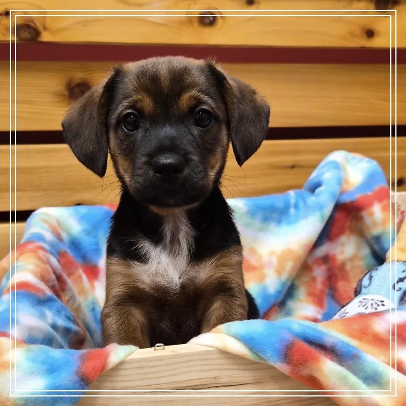 A baby small-sized male Mixed Breed dog named Rasta for adoption in Woodstock, IL