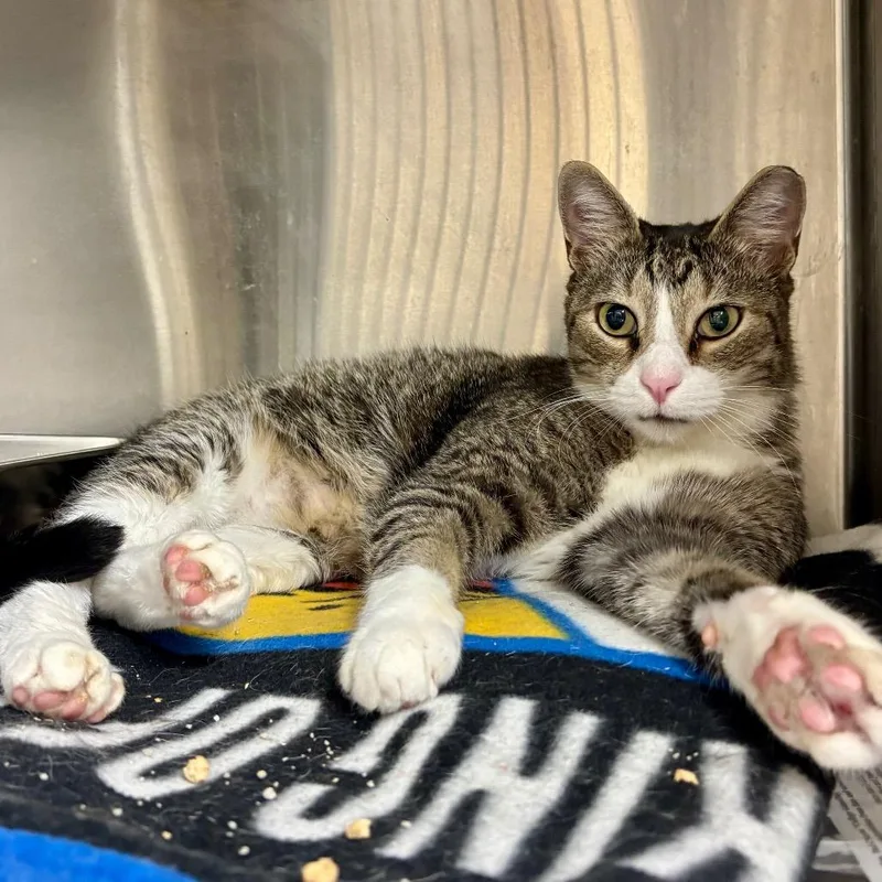 An adult extra large-sized male Domestic Short Hair cat named Rooster for adoption in Hamburg, NY