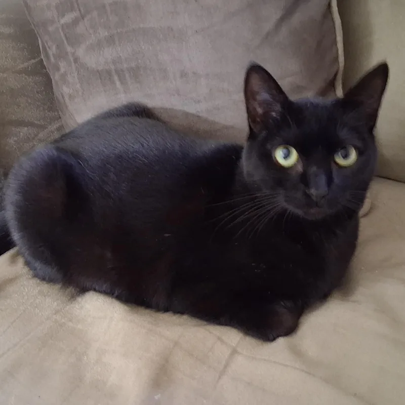 An adult medium-sized female Black Domestic Short Hair cat named Midnight for adoption in Benicia, CA