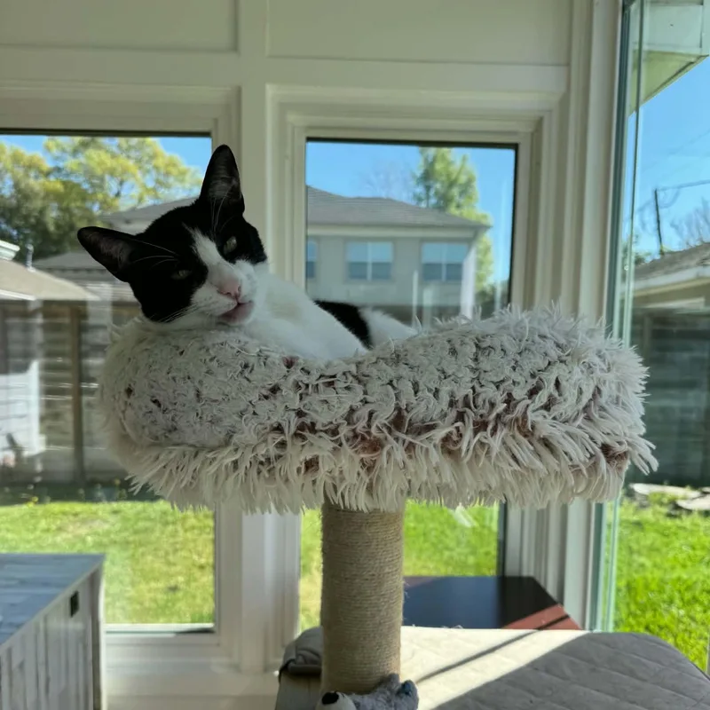 Moomoo thumbnail 3