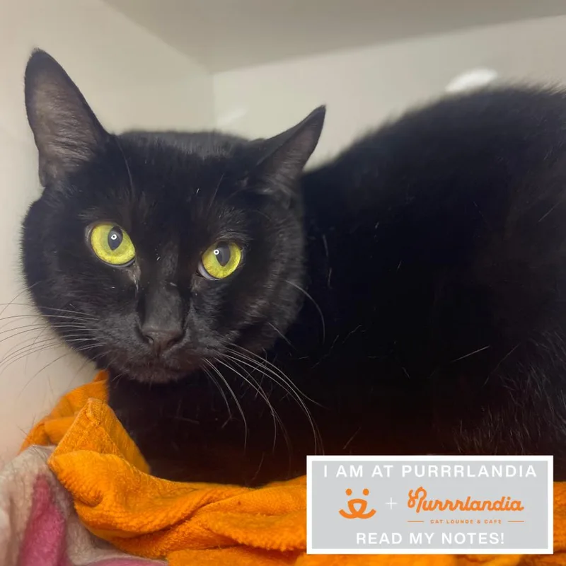 An adult large-sized female Domestic Short Hair cat named Aerith for adoption in Los Angeles, CA