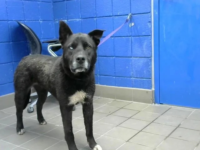 A young small-sized female Australian Shepherd dog named Daisy for adoption in Albuquerque, NM