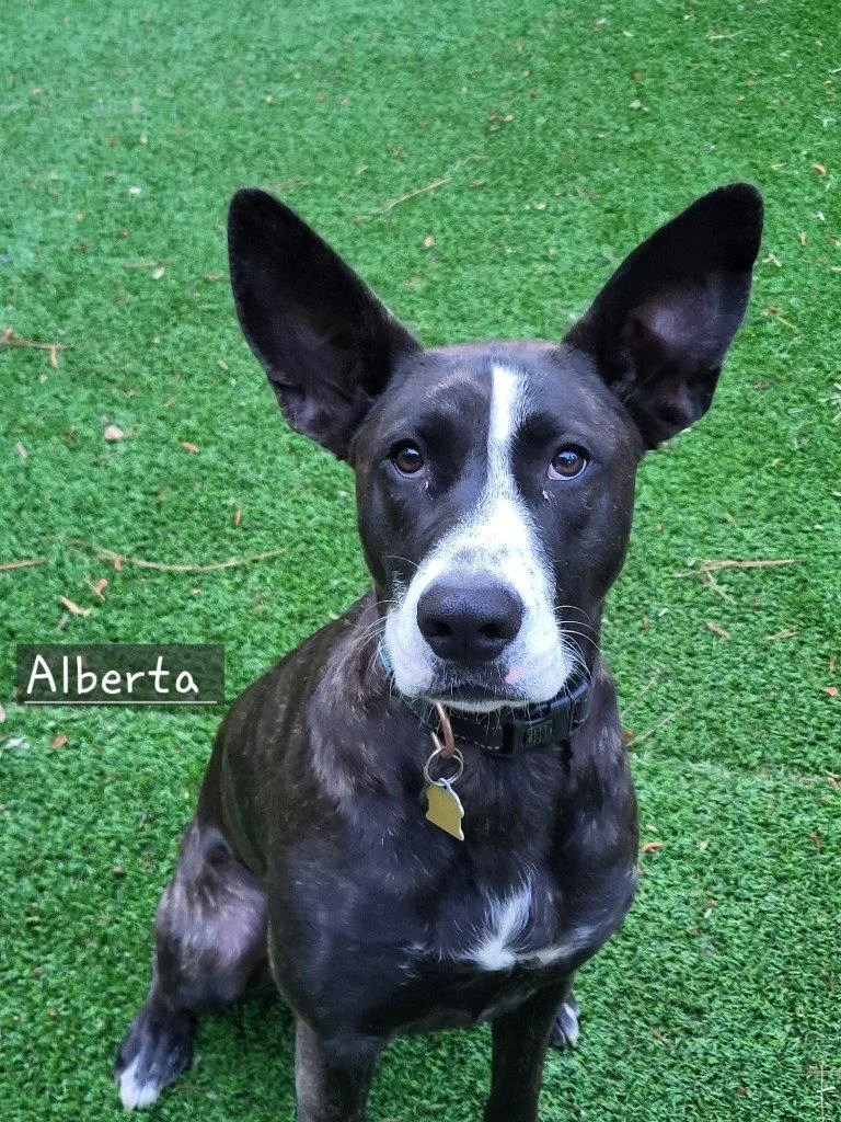 Alberta thumbnail 2