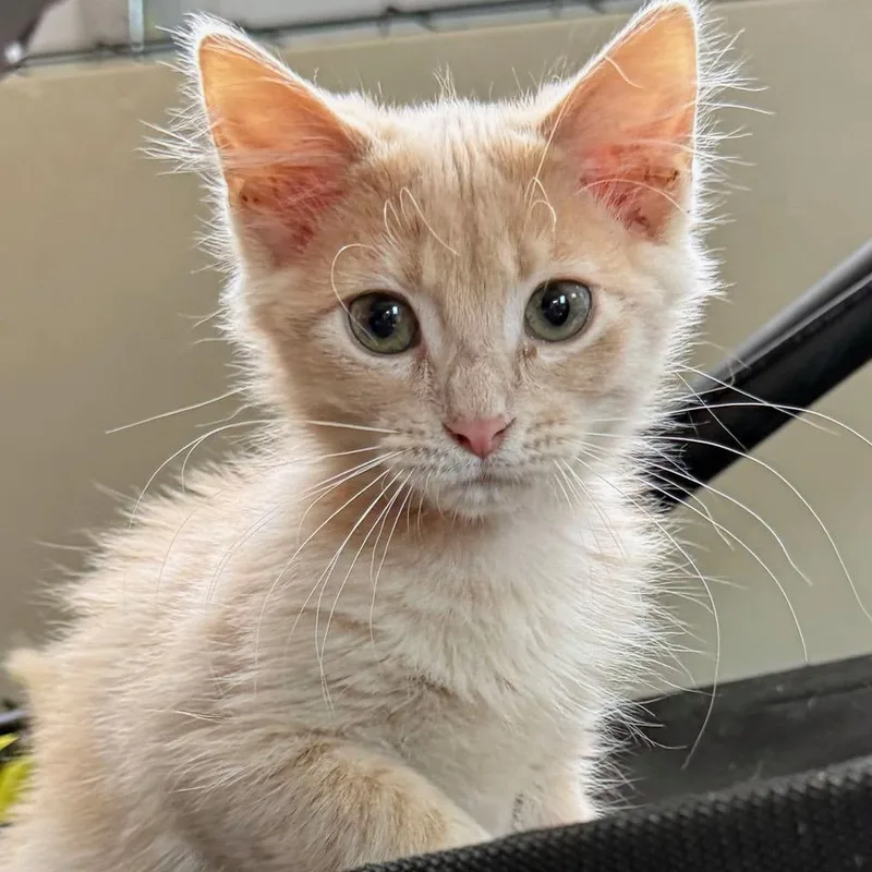 ApricotMarmalade