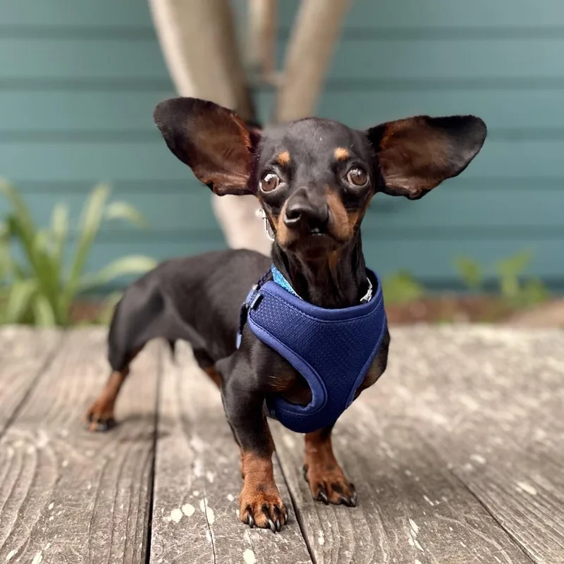 An adult small-sized male Dachshund dog named Tuxedo for adoption in Pacific Grove, CA