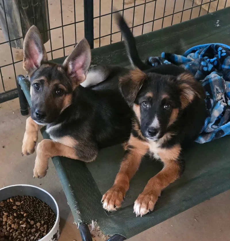 A baby large-sized male German Shepherd Dog dog named Kenzo for adoption in Rome, GA