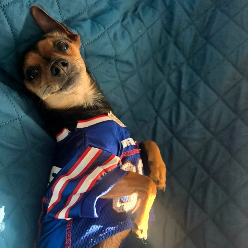 An adult small-sized male Mixed Breed dog named Bo for adoption in Hilton, NY