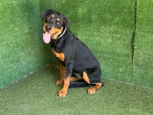 Roxy