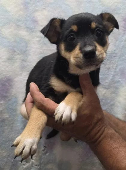 A baby medium-sized female Australian Shepherd dog named Remi for adoption in Malvern, PA