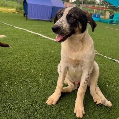 A baby large-sized male Sable Australian Shepherd dog named S'mores for adoption in Williston, VT