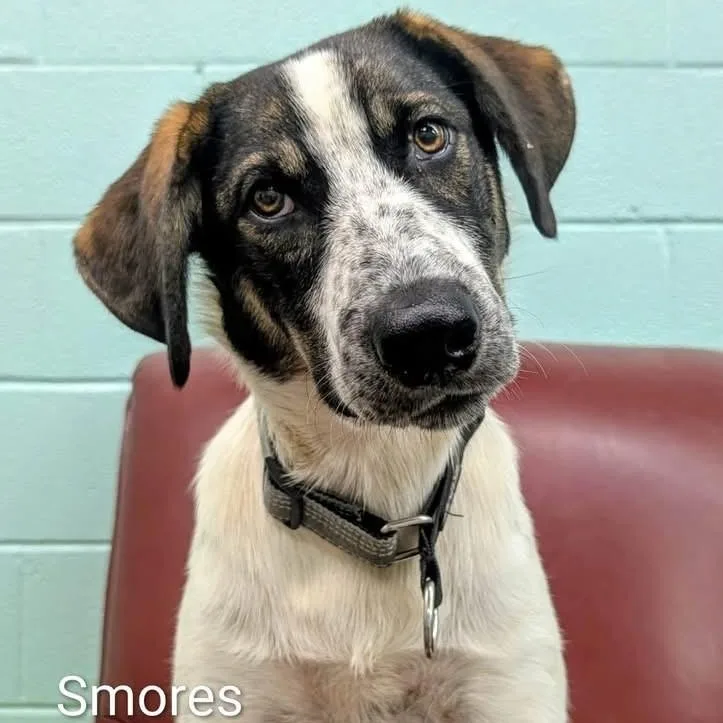 S'mores thumbnail 3