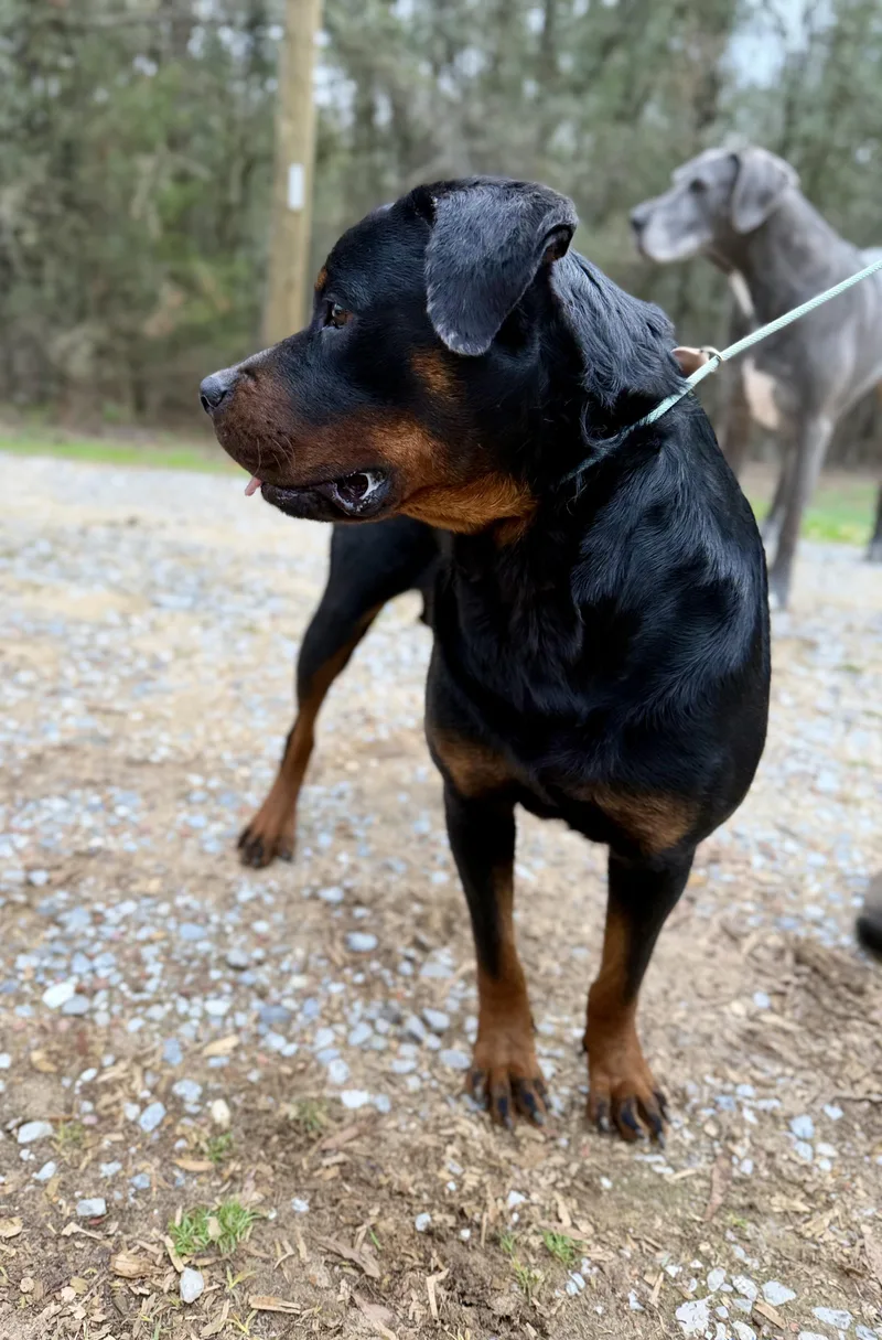An adult large-sized female Rottweiler dog named Layla for adoption in Fosters, AL