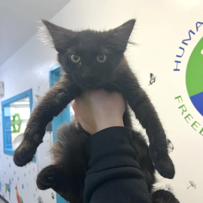 A baby small-sized male Black Domestic Long Hair cat named Church for adoption in Albert Lea, MN