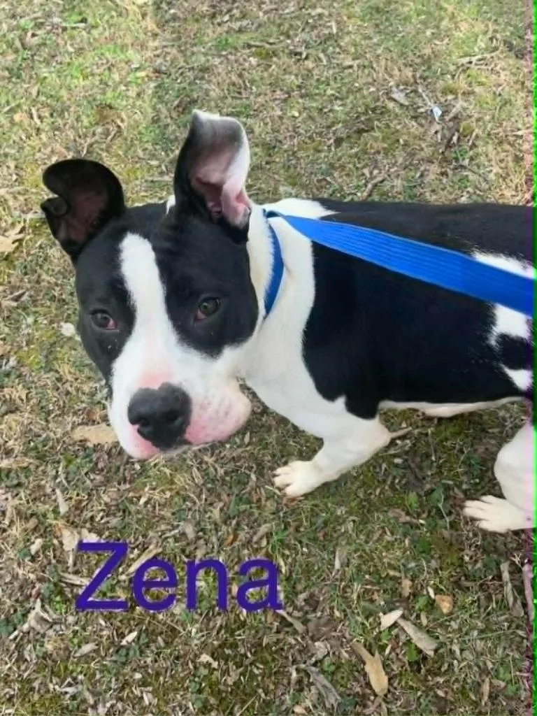 Zena