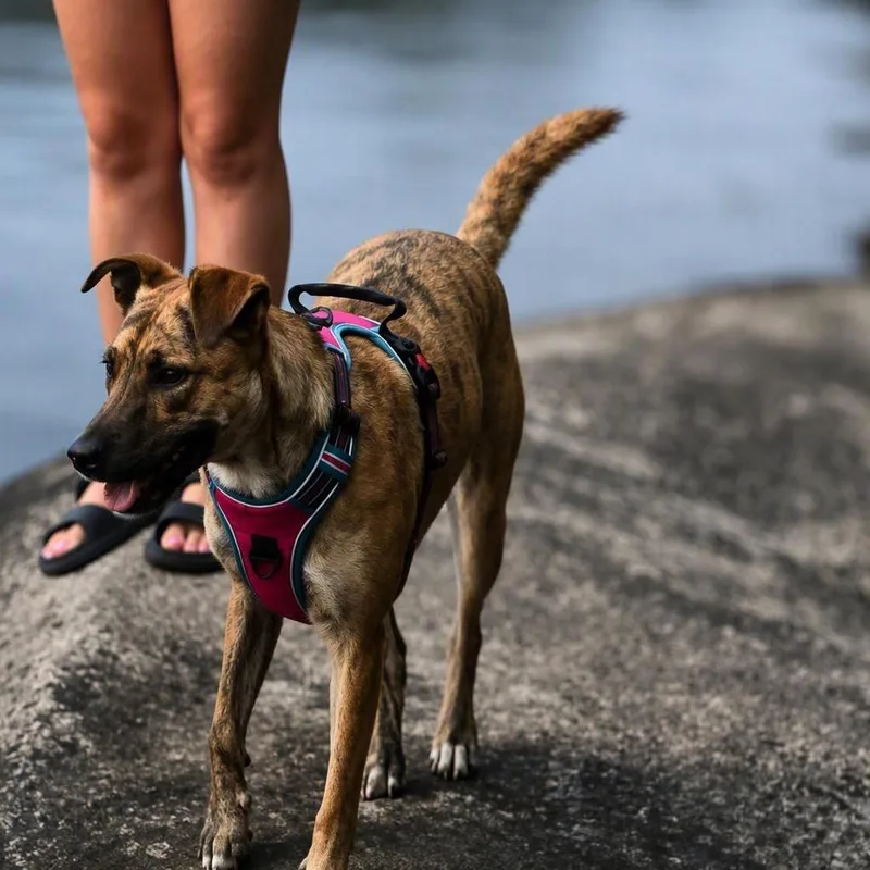 A young medium-sized female Labrador Retriever dog named Tigress for adoption in Brainerd, MN