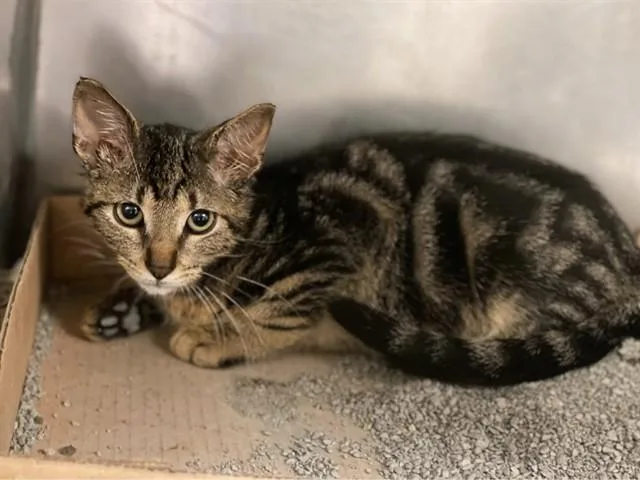 A baby small-sized male Domestic Short Hair cat named Cat Sajak for adoption in Fort Wayne, IN