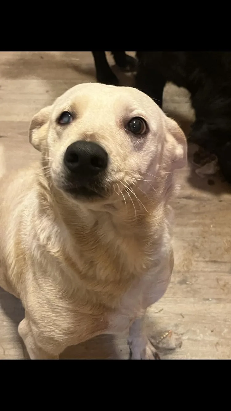 An adult medium-sized female White / Cream Australian Cattle Dog / Blue Heeler dog named Stella for adoption in Paradise, TX