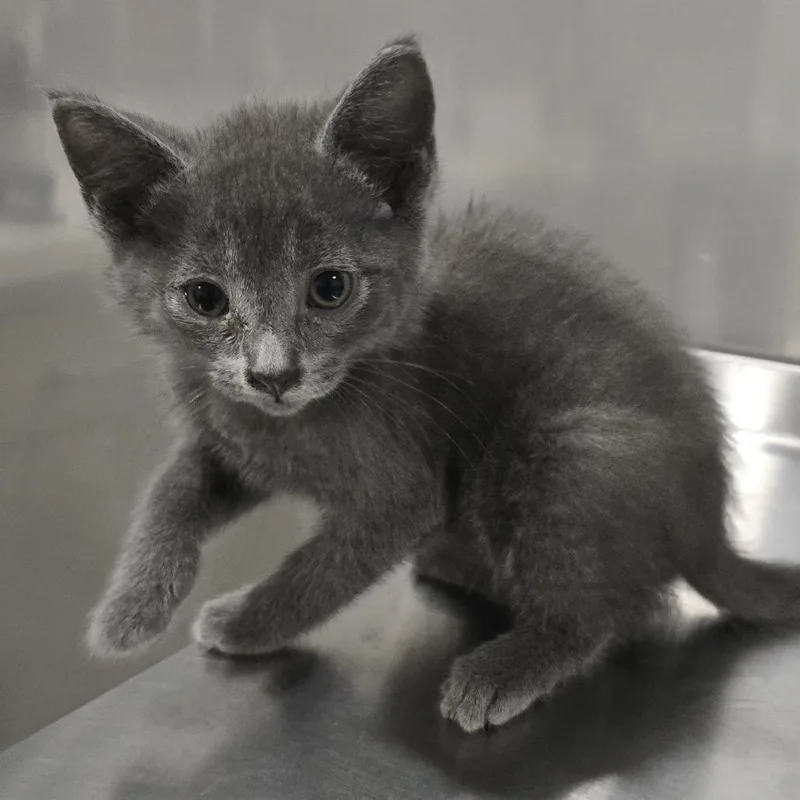 A baby small-sized male Gray / Blue / Silver Domestic Short Hair cat named Smoke for adoption in Washburn, MO