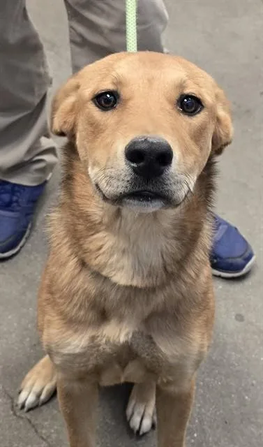 A young small-sized female Labrador Retriever dog named Glyndon for adoption in Tucson, AZ