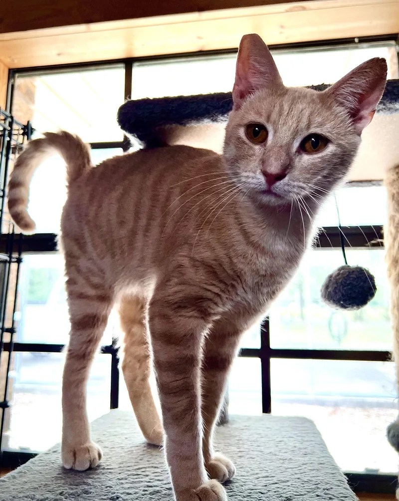 A young medium-sized male Orange / Red Domestic Short Hair cat named Louie for adoption in Hammond, LA