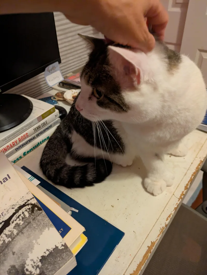 A young medium-sized male Domestic Short Hair cat named Prince for adoption in Melrose, MA