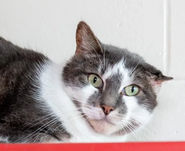 An adult medium-sized male Domestic Short Hair cat named Nugget for adoption in Boston, MA