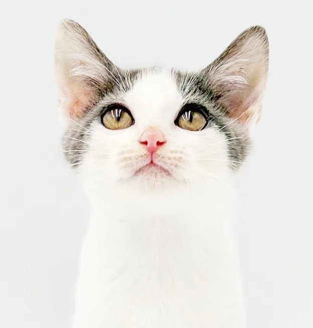 A baby small-sized female Turkish Van cat named Nalani cant wait to for adoption in Bedford Hills, NY