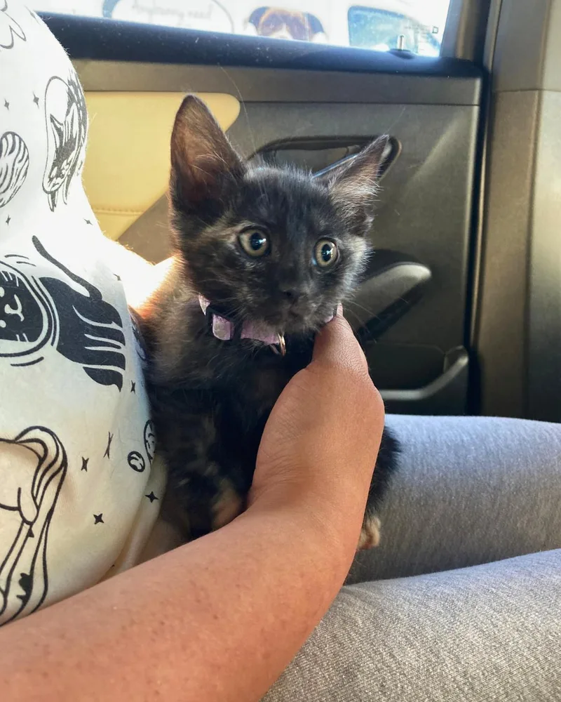 A baby small-sized female Tortoiseshell Domestic Short Hair cat named Clara for adoption in Elk Grove, CA