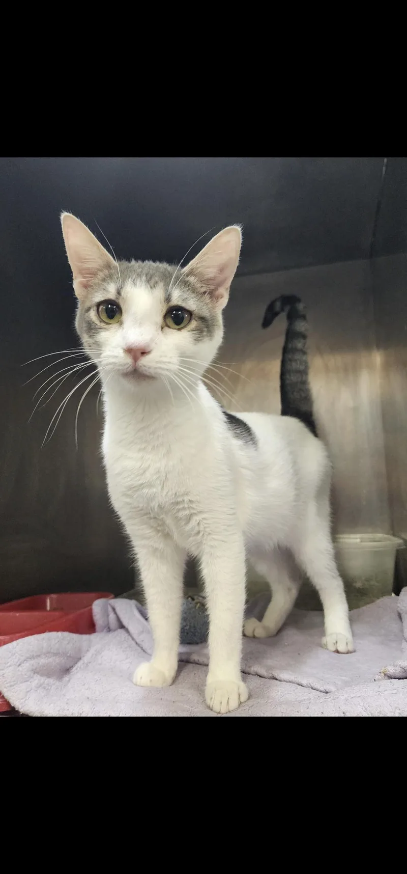 A young medium-sized female Domestic Short Hair cat named Scarlett for adoption in Chuckey, TN