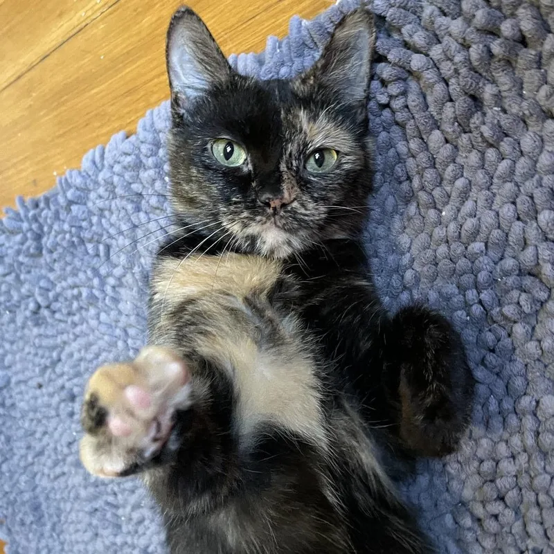 An adult medium-sized female Tortoiseshell Domestic Short Hair cat named Melody for adoption in Evanston, IL
