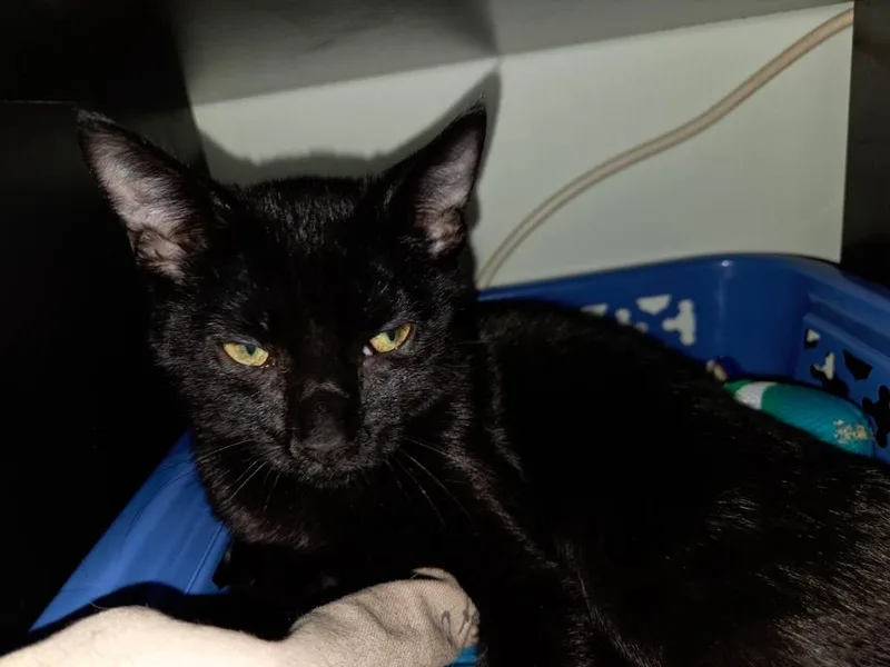 A baby medium-sized male Domestic Short Hair cat named Goobert for adoption in Parkville, MD